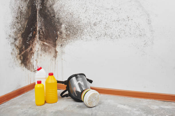Best Emergency Mold Removal  in Laureldale, PA