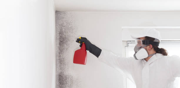 Best Crawl Space Mold Removal  in Laureldale, PA