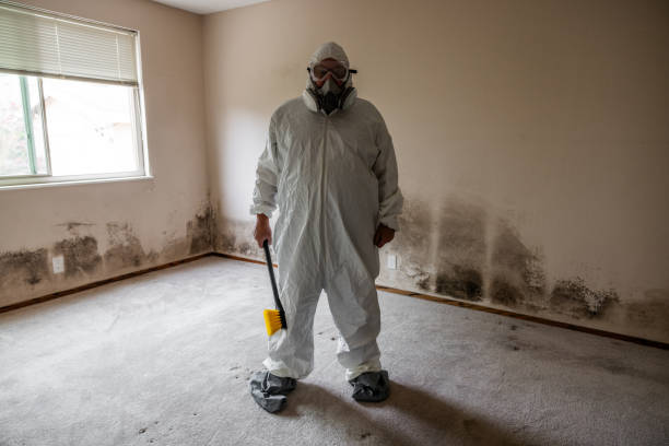 Best Toxic Mold Removal  in Laureldale, PA