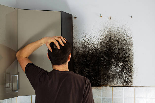 Professional Mold Removal in Laureldale, PA