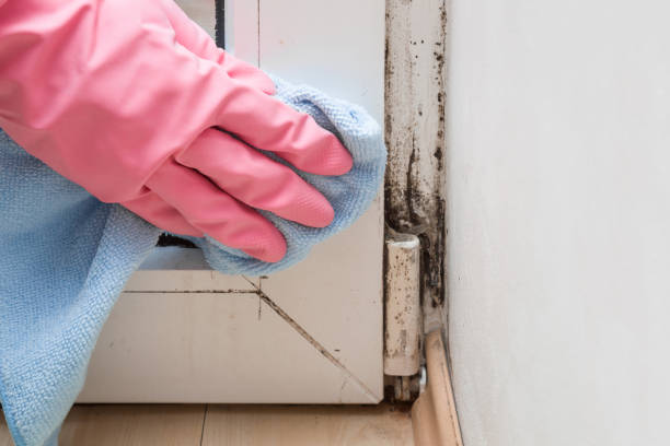 Best Residential Mold Removal  in Laureldale, PA