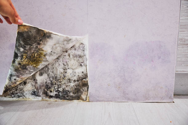 Best Mold Removal Company Near Me  in Laureldale, PA